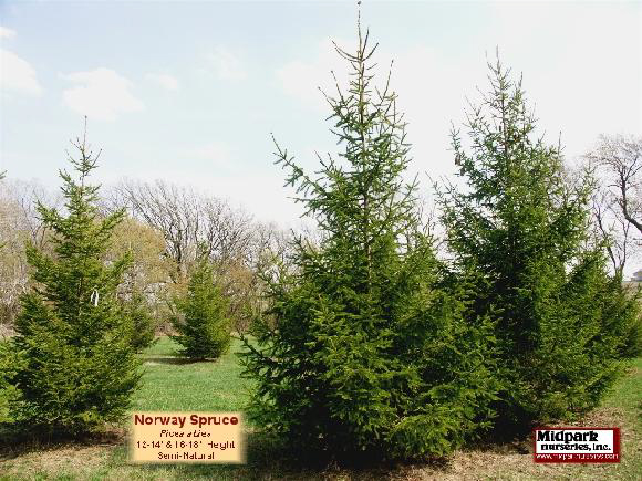 44-Picea_Abies_16ft