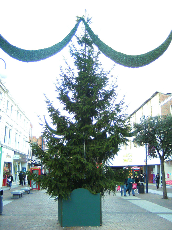 35-9m_Picea_Abies_Kingston_Town_Centre