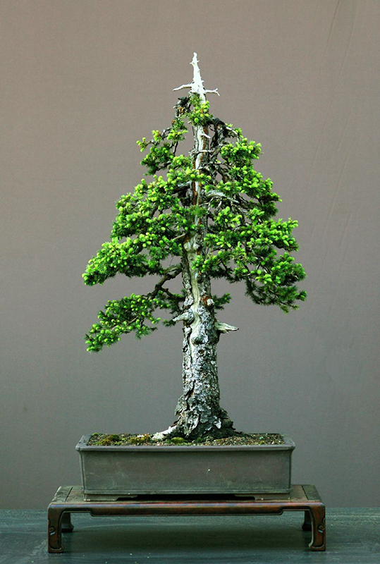 45-Bonsai_Picea_abies