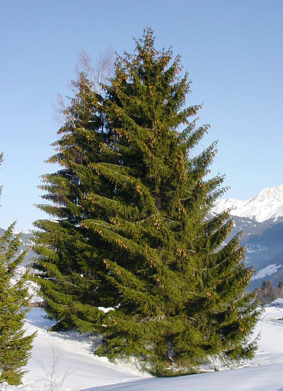 56-Picea_abies