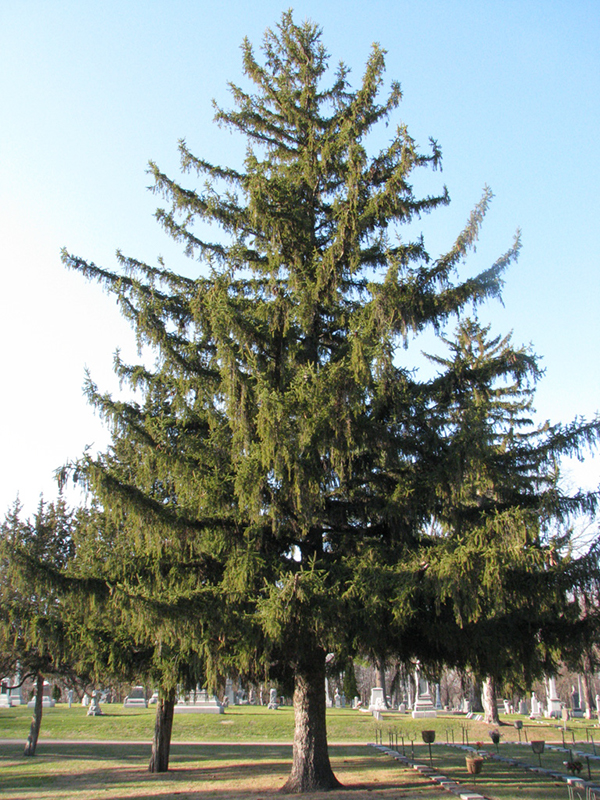 49-Picea_Abies