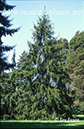 59-picea_abies