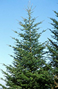 65-Abies_alba_3