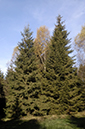 52-Picea_abies2