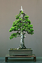 45-Bonsai_Picea_abies