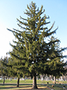 49-Picea_Abies